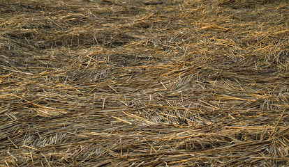 dry fragments of the stems of reeds background