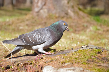 grey pigeon sitting on the ground