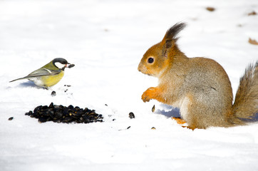 squirrel and the bird share a meal