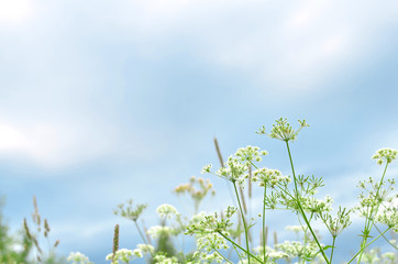 colorful grass in summer field