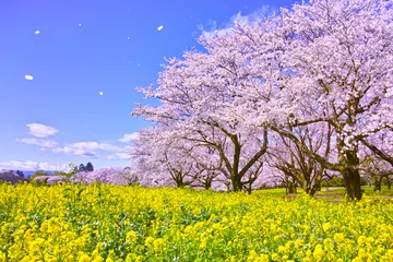 Foto auf Acrylglas Kirschblüte Sakura in voller Blüte, Rapsblüten und Schneesturm