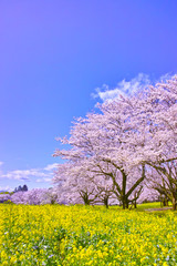 Sakura en koolzaadbloesems in volle bloei