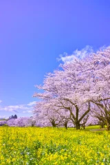 Zelfklevend Fotobehang Kersenbloesem Sakura en koolzaadbloesems in volle bloei