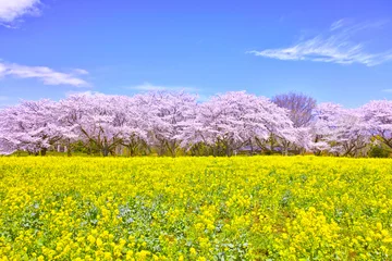Photo sur Plexiglas Fleur de cerisier Fleurs de cerisier et fleurs de colza en pleine floraison