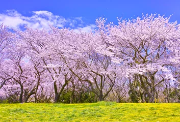 Fotobehang Kersenbloesem 満開の桜並木と土手