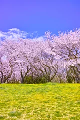 Crédence de cuisine en verre imprimé Fleur de cerisier 満開の桜並木と土手