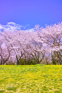 満開の桜並木と土手