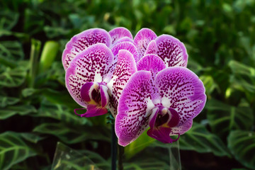 Purple pink and white tropical cymbidium orchid flower blossoms against green foliage