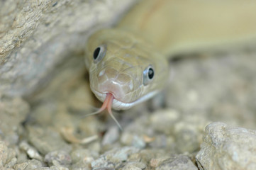 Look At This Silly Snake