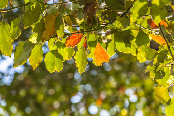 natural green background with selective focus