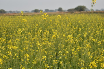 beautiful natural background