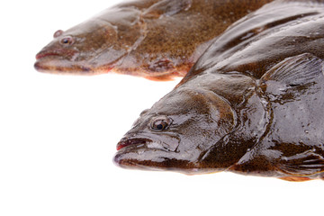 Two halibut head features, on a white background