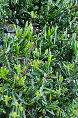 Fototapeta premium Spiny plants from the family of cacti