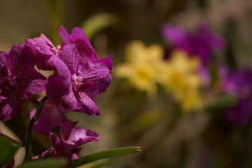 Orchid