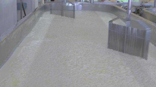 close up of cheese making vat mixing milk and rennet togeather in industrial factory