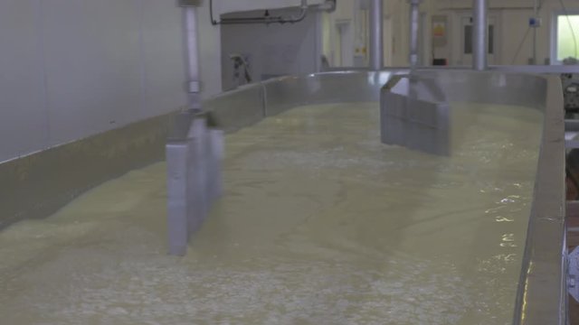 Cheese making vat mixing milk and rennet togeather in large industrial factory