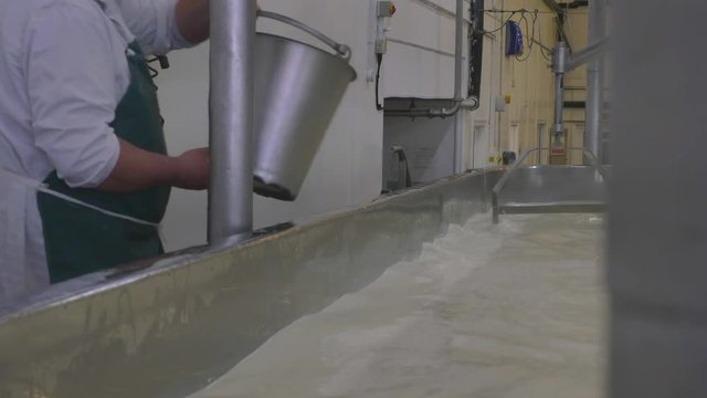 Adding rennet to vat of milk to make cheese