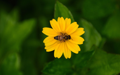 bee