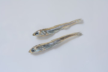 たつくり　かたくちいわし
