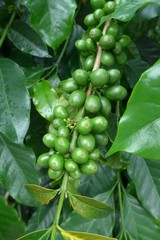 Raw coffee beans closeup at garden