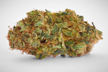 Close up of prescription medical marijuana flower Dutch Treat strain on white background