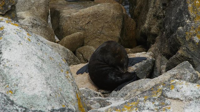 a fur seal grooms itself at point separation in abel tasman national park