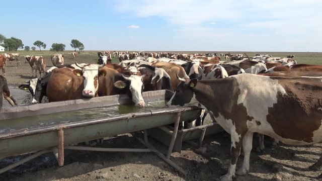 cattle in the pasture drinking water