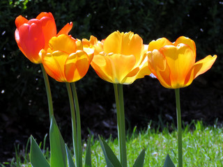 Thornhill orange tulip flower 2016
