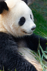 Fototapeta premium Giant Panda