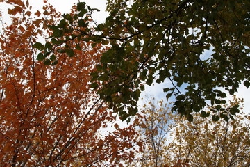 Three Trees in Autumn