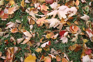 Fallen Leaves in Autumn