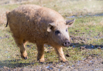 ein junges Wollschwein läuft über eine Wiese © Rainer Fuhrmann