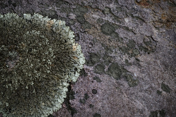 Lichens make beautiful patterns on the rock (CLOSEUP)