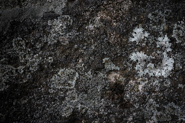 Obraz premium Lichens make beautiful patterns on the rock (CLOSEUP)