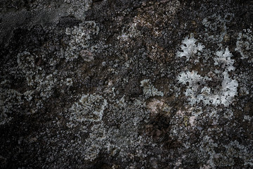 Lichens make beautiful patterns on the rock (CLOSEUP)