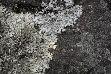 Lichens make beautiful patterns on the rock (CLOSEUP)