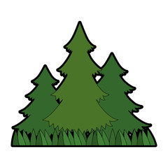 pines trees plants with grass vector illustration design