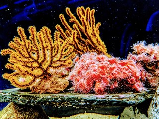 Coral reef in aquarium 