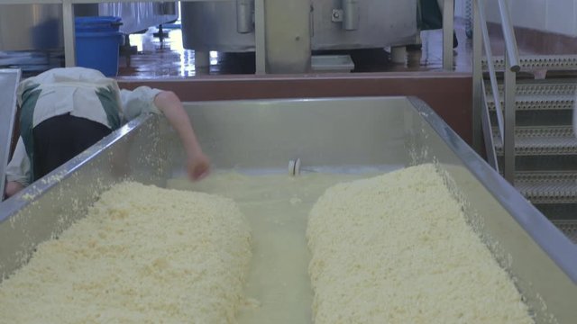 Vat of cheese being drained by employees in factory