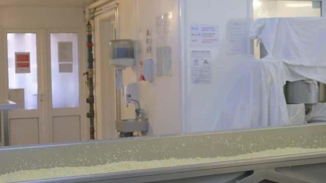 Cheese factory employees working on fresh batch of milk and rennet used to craft cheese