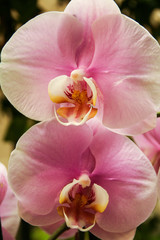 Fototapeta na wymiar orchidea phalenopsis