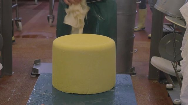 Cheese factory employee prepares cheese for compession and moulding process