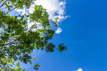 Background of nature