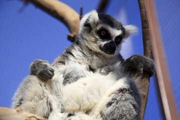 beautiful lemur, close-up