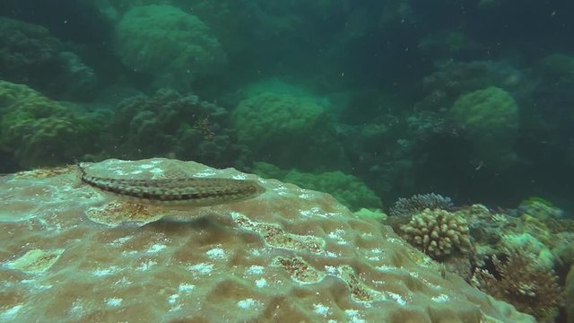 a small reef fish sits on a porites coral head