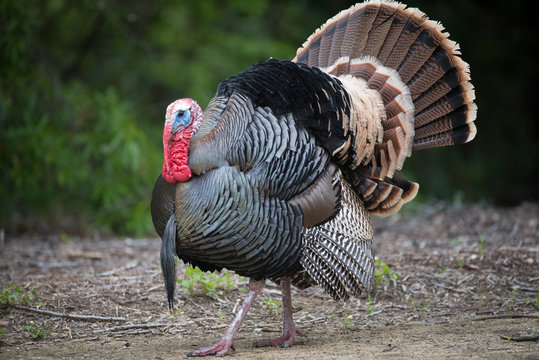 Male Wild Turkey Strutting