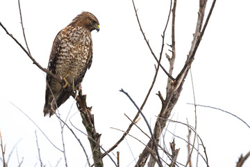Northern Harrier Hawk