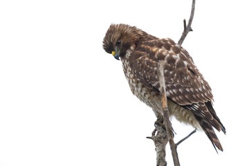 Northern Harrier Hawk