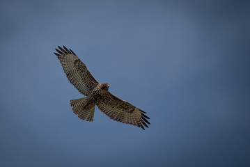 Flying Hawk