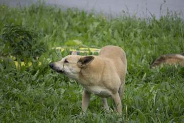 angry dog with bared teeth